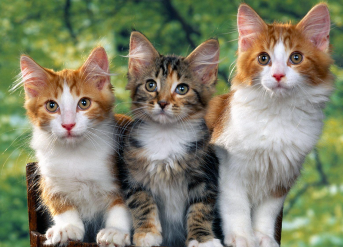 İspanyolca Hikayeler (Okuma Pratikleri) – Kediler Hakkında